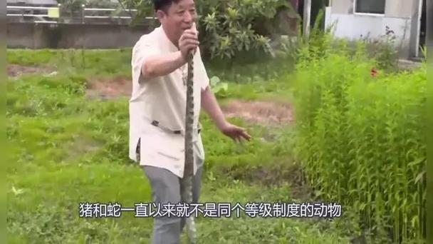 三条蛇子缠大猪-三条蛇仔缠大猪是什么生肖