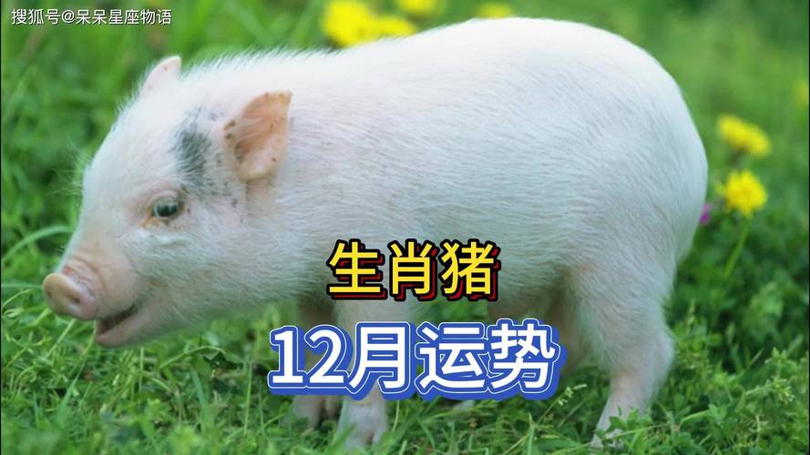 属猪人一生最旺的贵人是什么生肖-属猪人一生最旺的贵人是什么生肖呢