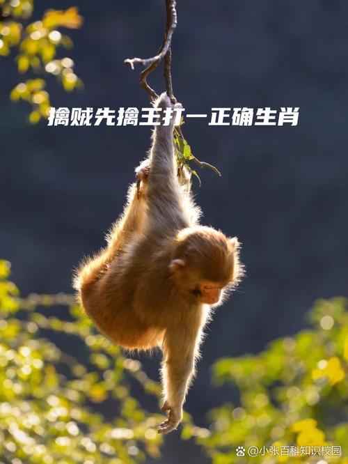 擒打一生肖动物-擒生肖是什么意思