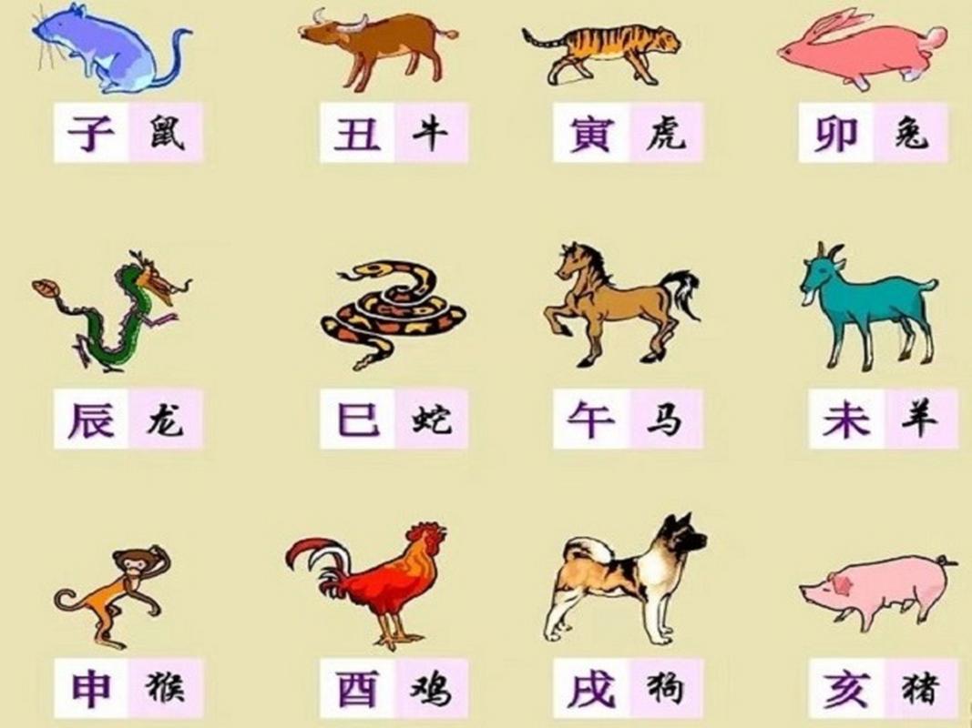 什么生肖手短脚长-12生肖手长脚短的动物