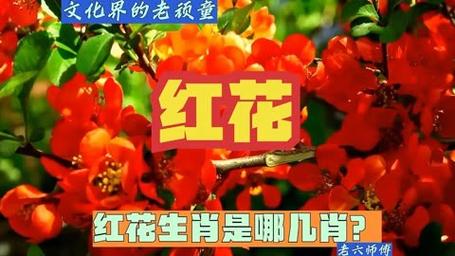 包含满山红花出一四指什么生肖的词条