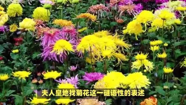 菊花是什么生肖打一生肖-菊花是什么生肖打一生肖动物